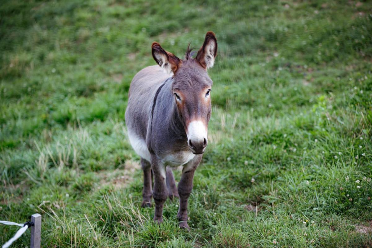 Apartmaji Hocka Koca Hočko Pohorje Buitenkant foto