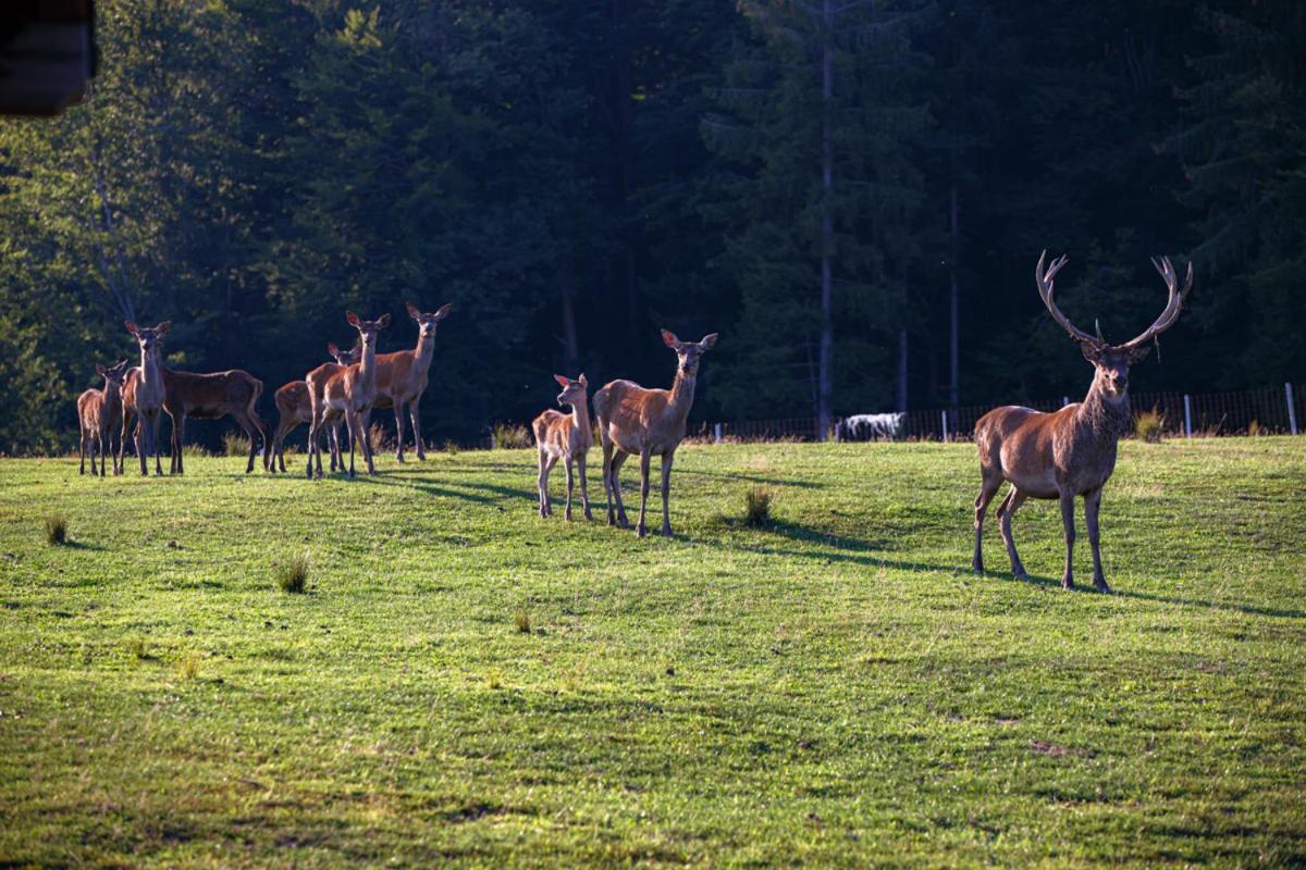 Apartmaji Hocka Koca Hočko Pohorje Buitenkant foto